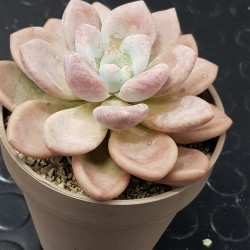 Echeveria "opalina" (special edition )  10