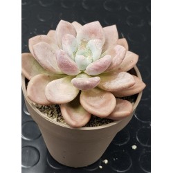Echeveria opalina   γλ.8.5