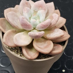 Echeveria opalina   γλ.8.5