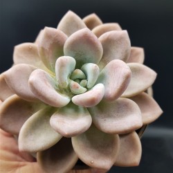 Echeveria opalina   γλ.8.5