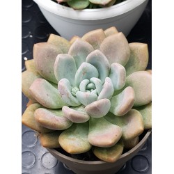 Echeveria opalina unique (μοναδικό φυτό )  γλ.12
