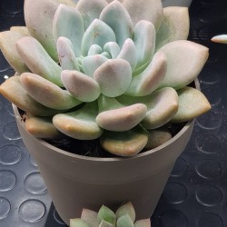 Echeveria opalina unique (μοναδικό φυτό )  γλ.12