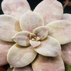 GRAPTOPETALUM SUPERBUM ΓΛ.8,5