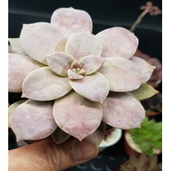 GRAPTOPETALUM SUPERBUM ΓΛ.8,5
