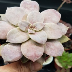 GRAPTOPETALUM SUPERBUM ΓΛ.8,5