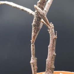 Euphorbia platyclada  γλ.. 8,5