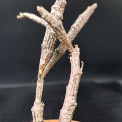 Euphorbia platyclada  γλ.. 8,5