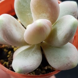 Pachyphytum glutinicaule  ΓΛ. 5,5