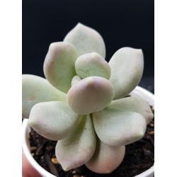 Pachyphytum glutinicaule  ΓΛ. 8,5