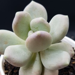 Pachyphytum glutinicaule  ΓΛ. 8,5
