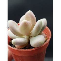 Pachyphytum glutinicaule  ΓΛ. 5,5