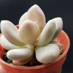 Pachyphytum glutinicaule  ΓΛ. 8,5
