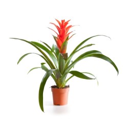 Guzmania ostara ( Γκουζμάνια )