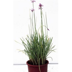 TULBAGHIA VIOLACEA (ΤΟΥΛΜΠΑΧΙΑ)
