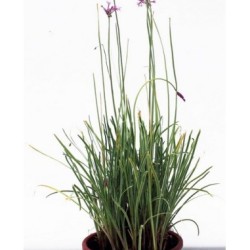 TULBAGHIA VIOLACEA (ΤΟΥΛΜΠΑΧΙΑ)