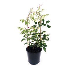 PANDOREA JASMINOIDES (Βιγκονια Πανδωρεα)