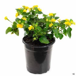 LANTANA CAMARA YELLOW  (ΛΑΝΤΑΝΑ ΟΡΘΟΚΛΑΔΗ)