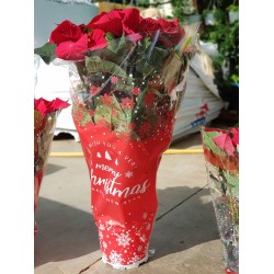 ΑΛΕΞΑΝΔΡΙΝΟ (ΠΟΪΝΣΕΤΙΑ) ΜΕΓΑΛΟ ΦΥΤΟ  19Π - 70 Υ