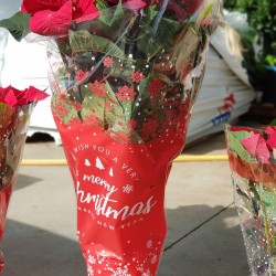 ΑΛΕΞΑΝΔΡΙΝΟ (ΠΟΪΝΣΕΤΙΑ) ΜΕΓΑΛΟ ΦΥΤΟ  19Π - 70 Υ