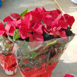 ΑΛΕΞΑΝΔΡΙΝΟ (ΠΟΪΝΣΕΤΙΑ) ΜΕΓΑΛΟ ΦΥΤΟ  19Π - 70 Υ