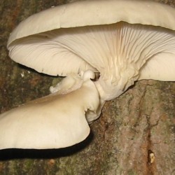 ΜΑΝΙΤΑΡΙΑ PLEUROTUS