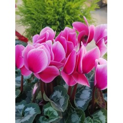 ΚΥΚΛΆΜΙΝΟ ΜΕΓΕΘΟΣ ΦΥΤΟΥ (ΜΕΓΑΛΟ ) Π19-  Υ40 cm