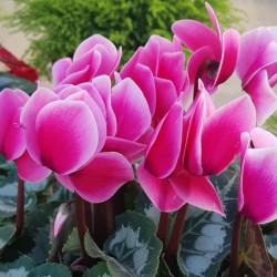 ΚΥΚΛΆΜΙΝΟ ΜΕΓΕΘΟΣ ΦΥΤΟΥ (ΜΕΓΑΛΟ ) Π19-  Υ40 cm