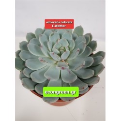 Echeveria colorata E.Walther GL. 8,5