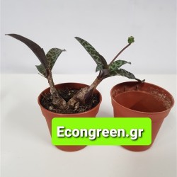 Ledebouria Socialis (baker) jessop GL.8,5