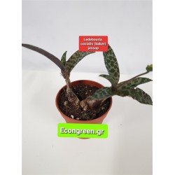 Ledebouria Socialis (baker) jessop GL.8,5