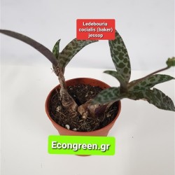 Ledebouria Socialis (baker) jessop GL.8,5