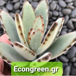 Kalanchoe tomentosα¨nigra¨ ΓΛ. 8,5