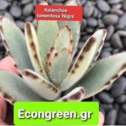 Kalanchoe tomentosα¨nigra¨ ΓΛ. 8,5