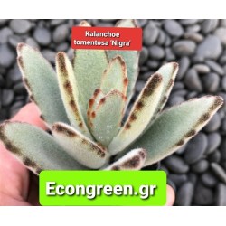 Kalanchoe tomentosα¨nigra¨ ΓΛ. 8,5