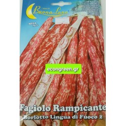 ΦΑΣΟΛΙ ΜΠΟΥΡΛΟΤΟ ΑΝΑΡ/ΧΩΜΕΝΟ