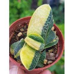Gasteria verrucosa f. variegata. γλ. 8,5
