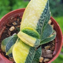 Gasteria verrucosa f. variegata. γλ. 8,5