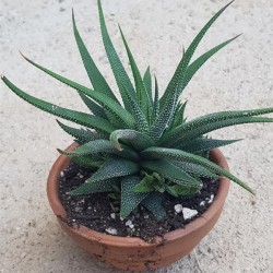 HAWORTHIA FASCIATA  v. CONCOLOR
