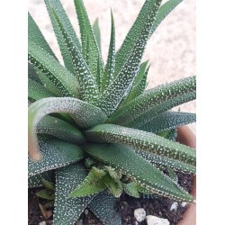 HAWORTHIA FASCIATA  v. CONCOLOR HAWORTHIA FASCIATA  v. CONCOLOR