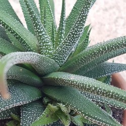 HAWORTHIA FASCIATA  v. CONCOLOR
