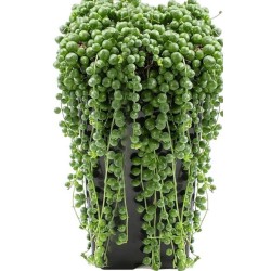 String of perls , ( Senecio rowleyanus ) ΓΛ. 8,5 String of perls , ( Senecio rowleyanus ) ΓΛ. 8,5