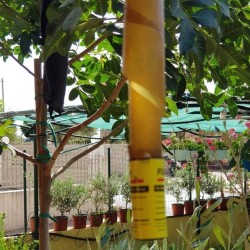 ΤΑΙΝΙΑ ΚΟΛΛΑΣ  ΣΠΙΡΑΛ ΓΙΑ ΜΥΓΑ ΠΑΚΕΤΟ 4 ΤΕΜΑΧΙΩΝ