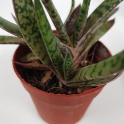 GASTERIA BICOLOR VAR. LILIPUTANA GL 5,5