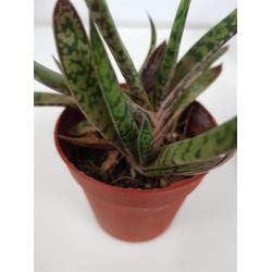 GASTERIA BICOLOR VAR. LILIPUTANA GL 5,5
