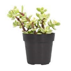 Portulacaria afra f . variegata  8,5 Portulacaria afra f . variegata  8,5