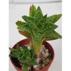 Aloe juvenna ¨Tiger - tooth  aloe ¨ ΓΛ. 5,5 Aloe juvenna ¨Tiger - tooth  aloe ¨ ΓΛ. 5,5