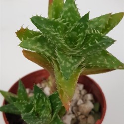 Aloe juvenna ¨Tiger - tooth  aloe ¨ ΓΛ. 5,5