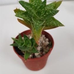 Aloe juvenna ¨Tiger - tooth  aloe ¨ ΓΛ. 5,5