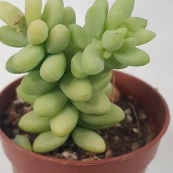 Sedum morganianum Burrito - Burro's Tail γλ.5.5