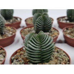 CRASSULA BUBHA TEMPLE (ΝΑΟΣ ΤΟΥ ΒΟΥΔΑ ) GL 5,5 CRASSULA BUBHA TEMPLE (ΝΑΟΣ ΤΟΥ ΒΟΥΔΑ ) GL 5,5
